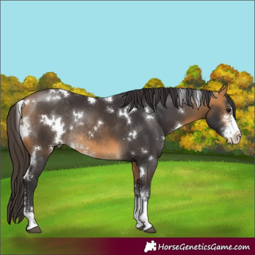 Horse Color:White Spotted Buckskin Sabino Rabicano 