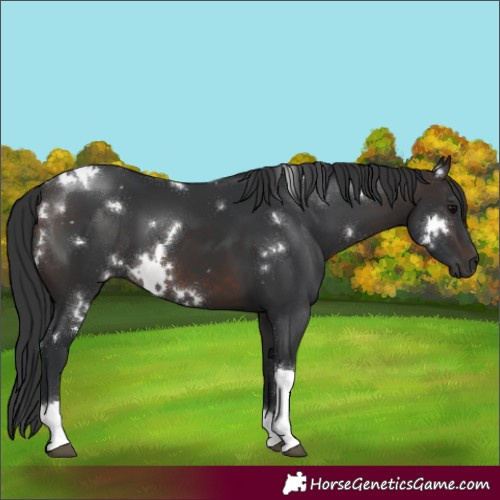 Horse Color:White Spotted Brown Tobiano