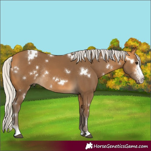 Horse Color:White Spotted Silver Buckskin Sabino Rabicano