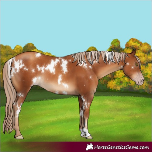 Horse Color:Gray White Spotted Gold Champagne 