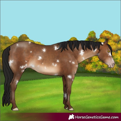 Horse Color:Gray White Spotted Sable Champagne 