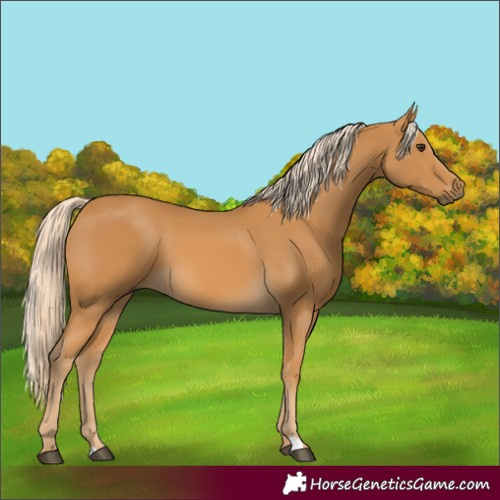 Horse Color:Unknown 