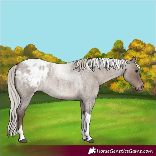 Horse Color:Silver Grullo Roan Tobiano Appaloosa Rabicano 