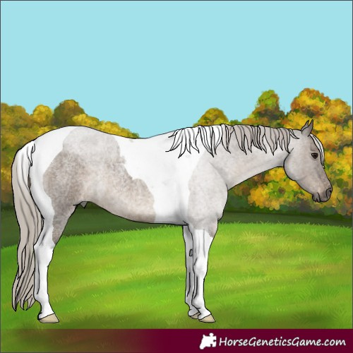 Horse Color:Gray Silver Grullo Roan Tobiano Varnish Rabicano 
