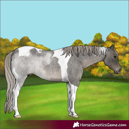 Horse Color:Gray Silver Blue Roan Tobiano Blanket Rabicano 