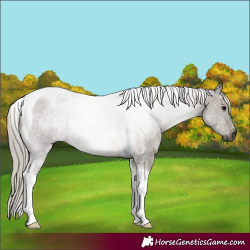 Horse Color:Gray Silver Grullo Roan Tobiano Rabicano 