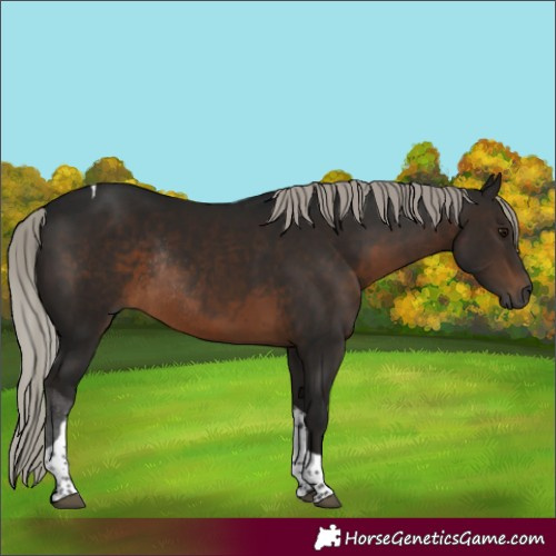 Horse Color:Gray Silver Brown Tobiano Rabicano 
