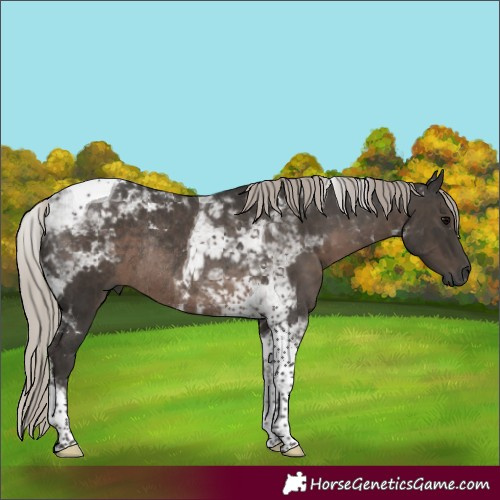 Horse Color:Gray Silver Black Tobiano Rabicano 