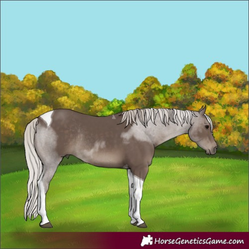 Horse Color:Silver Black Tobiano Rabicano 