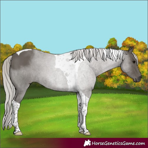 Horse Color:Silver Black Tobiano 