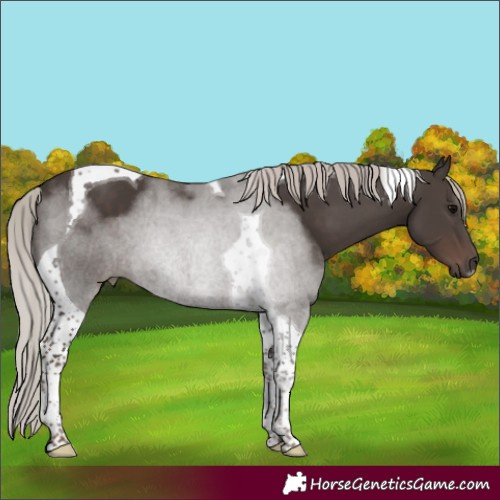 Horse Color:Silver Black Tobiano 