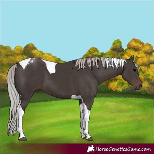 Horse Color:Silver Black Tobiano 