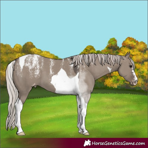 Horse Color:Powder White Silver Grullo Tobiano Varnish 