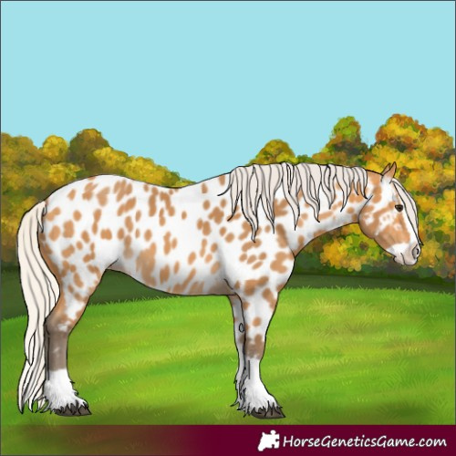 Horse Color:Silver Buckskin Splash Near Leopard