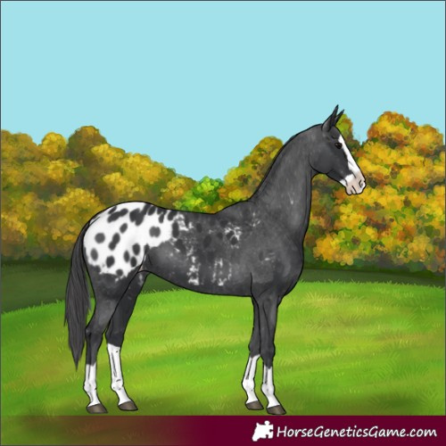 Horse Color:Black Splash Blanket