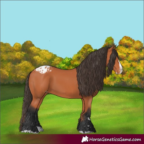 Horse Color:Bay Splash Appaloosa 