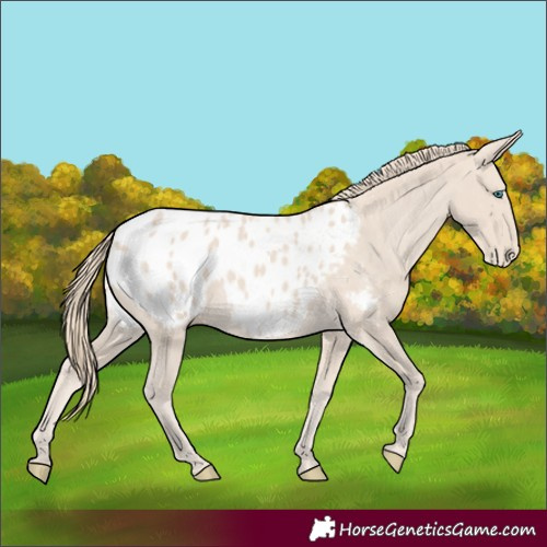 Horse Color:Smoky Creme Appaloosa 