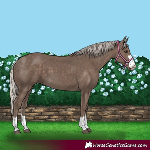 Horse Color:Silver Black 