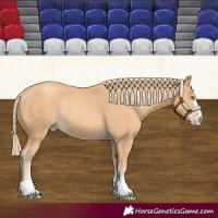 Horse Color:Gold Champagne Rabicano