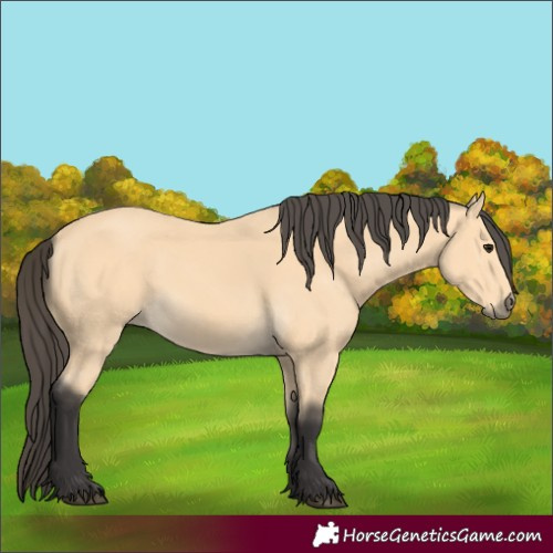 Horse Color:Buckskin 