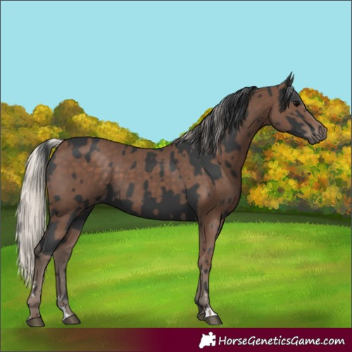 Horse Color:Black  and Silver Black 