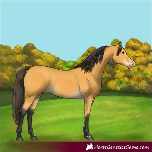 Horse Color:Unknown 
