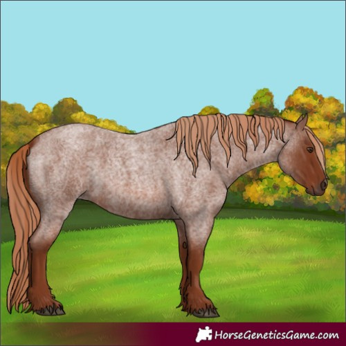 Horse Color:Red Roan 