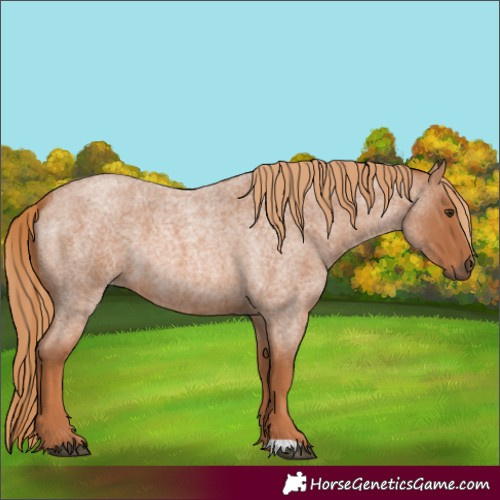 Horse Color:Red Roan 