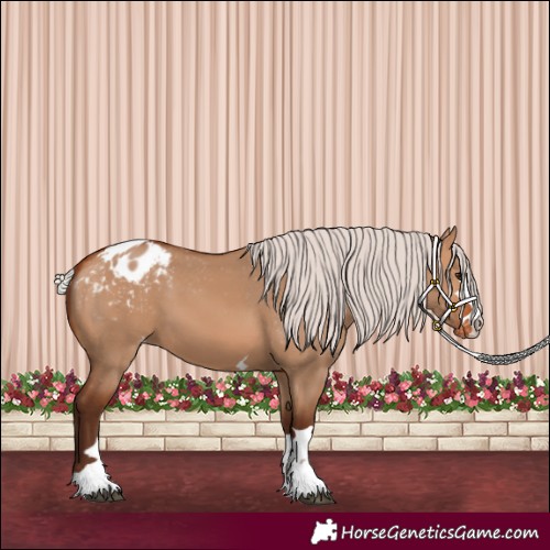Horse Color:Silver Bay Dun Appaloosa 