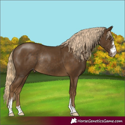 Horse Color:Chocolate Palomino Sabino Appaloosa Rabicano 