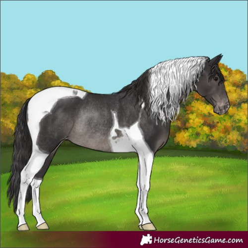 Horse Color:Smoky Black Tobiano Appaloosa Rabicano 