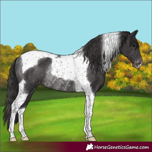 Horse Color:Smoky Black Tobiano Appaloosa Rabicano 