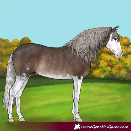 Horse Color:Silver Black Sabino Splash Rabicano 
