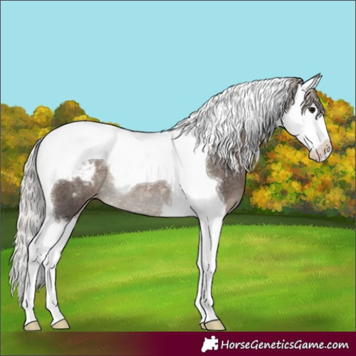 Horse Color:Silver Black Splash Tobiano Appaloosa Rabicano 