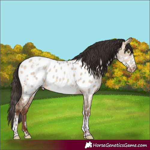 Horse Color:Sable Champagne Dun Sabino Frame Appaloosa Rabicano 