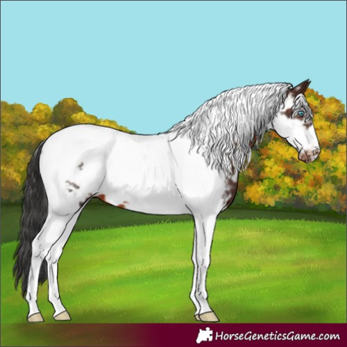Horse Color:Brown Sabino Tobiano Frame Appaloosa 