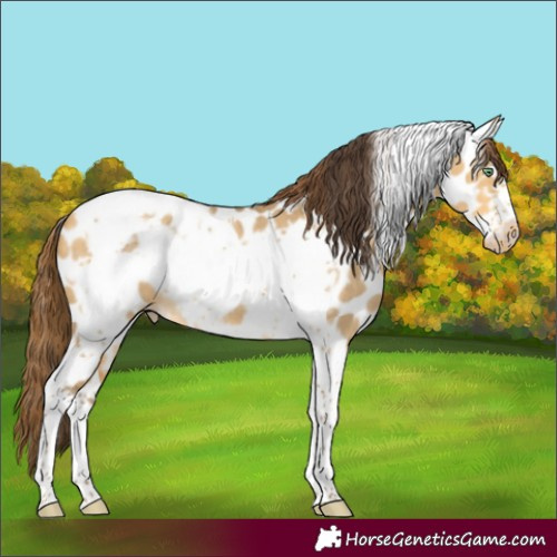 Horse Color:Amber Cream Champagne Dun Tobiano Frame Appaloosa 