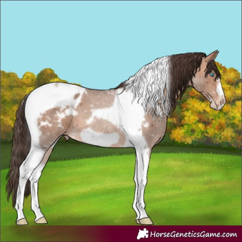 Horse Color:Amber Champagne Tobiano Frame Appaloosa 