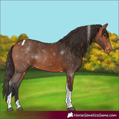 Horse Color:Bay Tobiano Appaloosa 