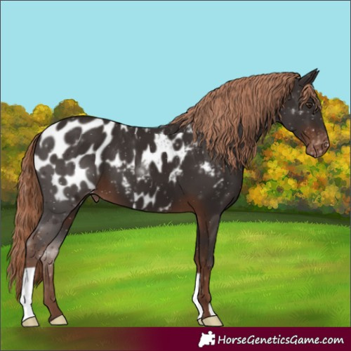 Horse Color:Liver Chestnut Appaloosa 