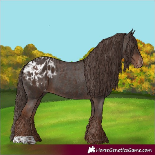 Horse Color:Liver Chestnut Appaloosa  and Liver Chestnut Appaloosa 