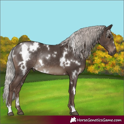 Horse Color:White Spotted Silver Black Rabicano 
