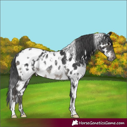 Horse Color:White Spotted Black Appaloosa Rabicano 