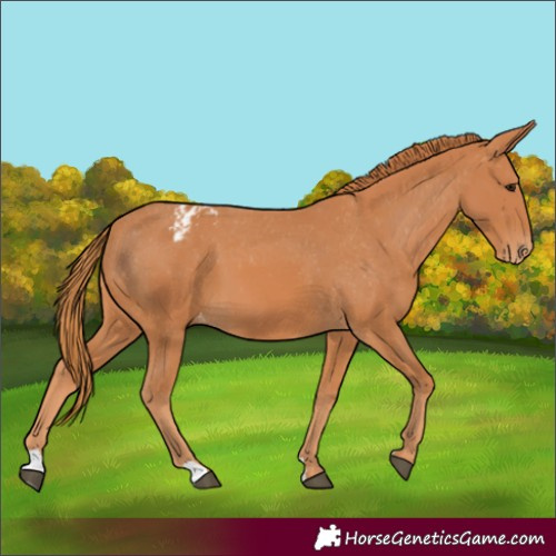 Horse Color:Chestnut Appaloosa