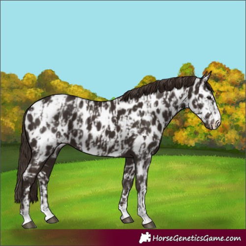 Horse Color:Liver Chestnut Appaloosa and Liver Chestnut Appaloosa