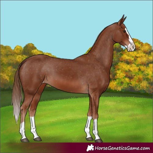 Horse Color:Chestnut Splash Varnish 