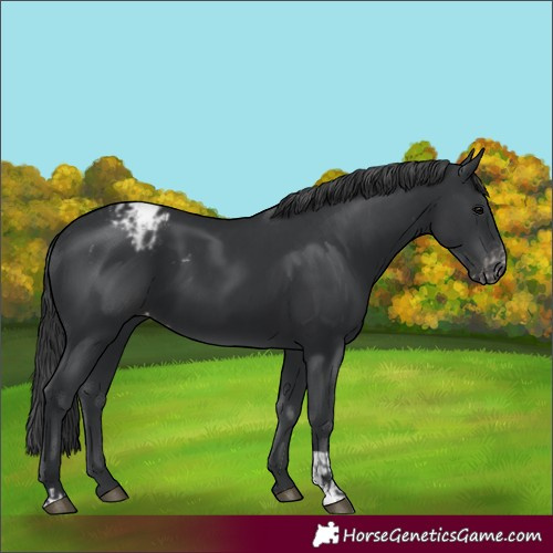 Horse Color:Black Appaloosa  and Black Appaloosa 