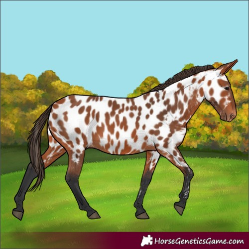 Horse Color:Bay Near Leopard 