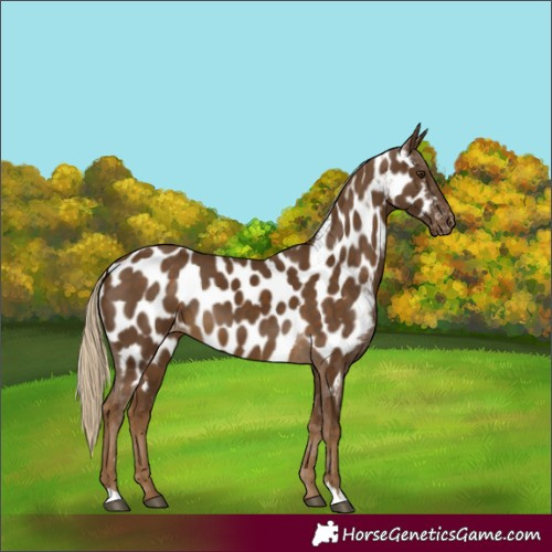 Horse Color:Chocolate Palomino Near Leopard