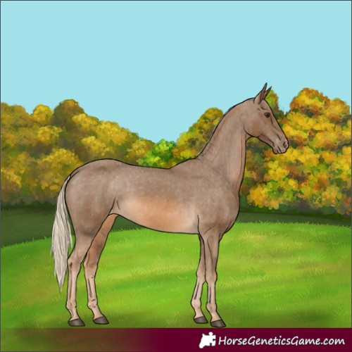 Horse Color:Chocolate Palomino Appaloosa